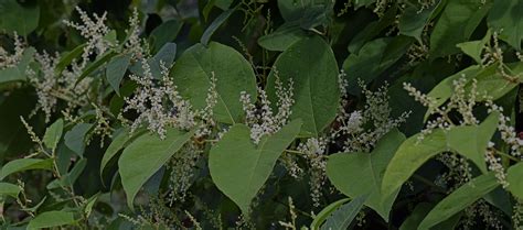 Japanese Knotweed Removal Red Rose Groundcare