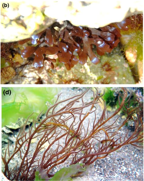 Review Red Macroalgae In The Genomic Era Plantae