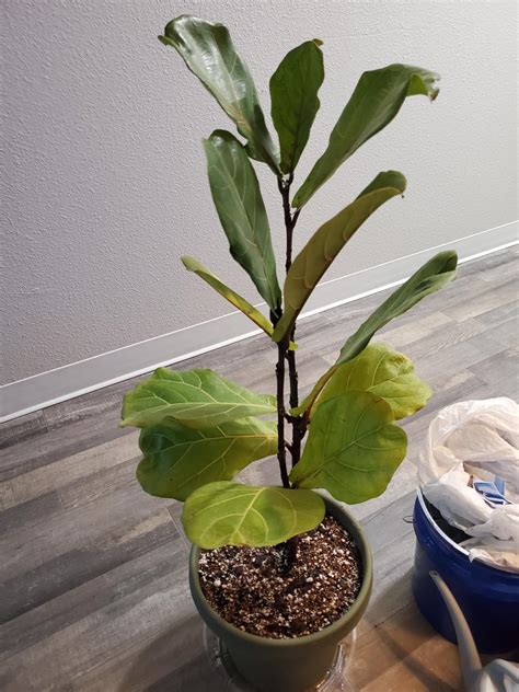 Fiddle leaf fig plant : r/houseplants