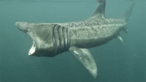 Basking Shark Caught In Australia Great White Caught On Video In