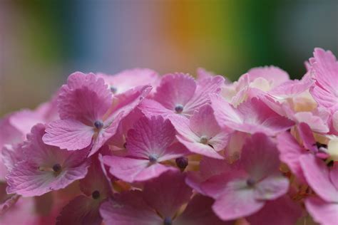 🔥 [41+] Hydrangea Wallpapers for Desktop | WallpaperSafari