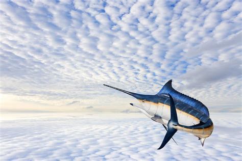 Sailfish Saltwater Sport Fishing Jumping Stock Photo Image Of Marlin