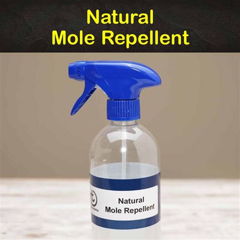 9 Easy-to-Make Mole Repellents | Recipe | Mole repellent, Mole, Diy sprays