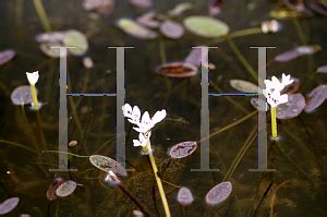 Horticopia Aponogeton Distachyos Water Hawthorn Cape Pondweed