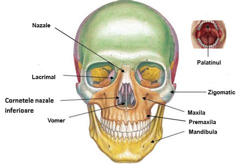 D Viscerocraniu Centru De Radiologie Dentara R Dental