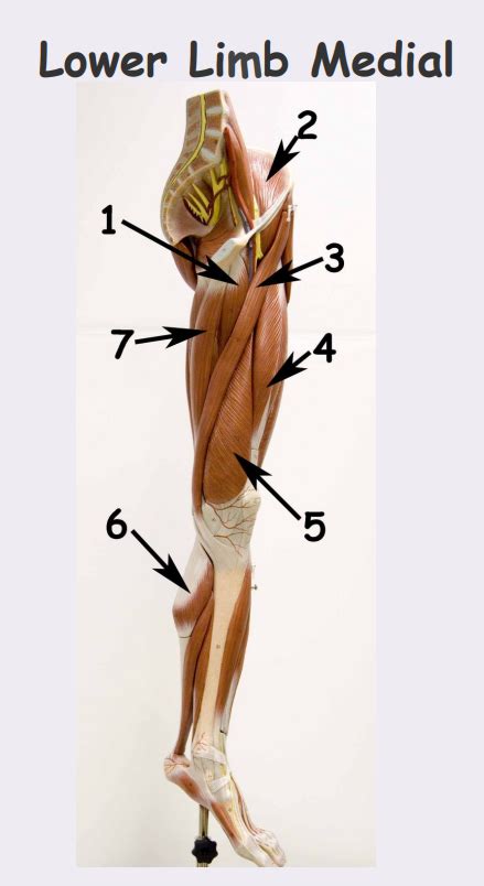 Lower Limb Lateral View Diagram Quizlet