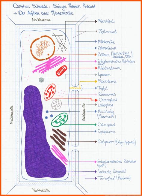 Menschliche Zelle Aufbau Arbeitsblatt Biologie Arbeitsbl Tter