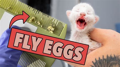 Ugh These Kittens Are Covered In Fly Eggs Learn What To Do How To