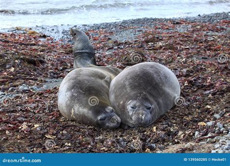 The Seals of Antarctica stock image. Image of antarctica - 139560285