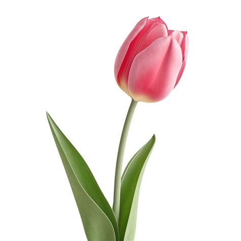tulip clip art 7