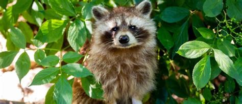 Raccoon - A-Z Animals