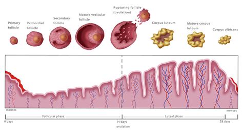 Uterine Lining And Follicles Photograph By Monica Schroeder Pixels