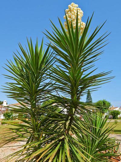 Yucca Plant Types