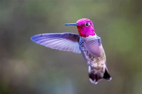 Hummingbirds In Mississippi Common And Rare Golden Spike Company