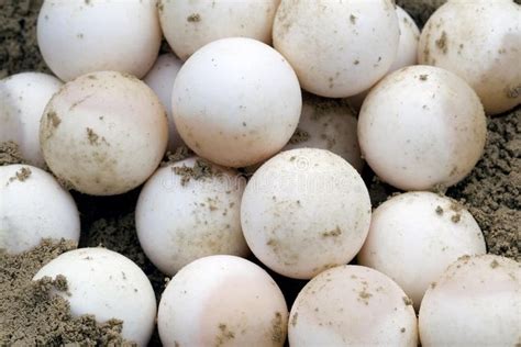 Snapping Turtle Eggs Chelydra Serpentina A Clutch Of Common Snapping