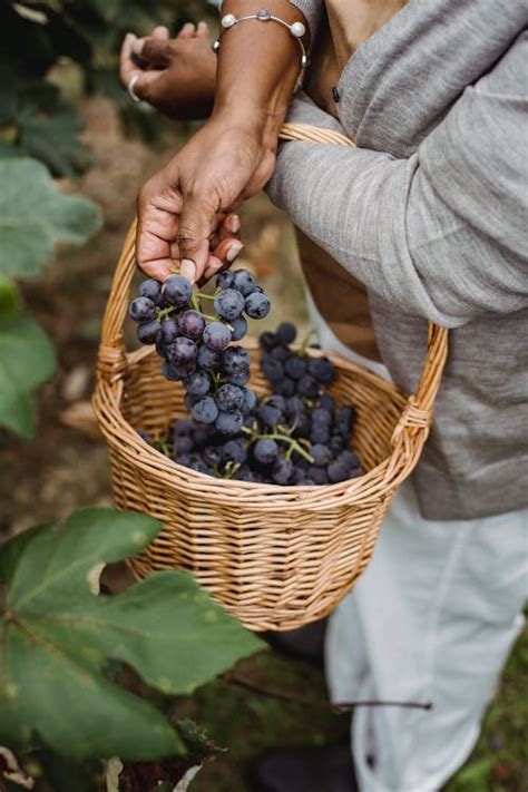 Crop ethnic harvester picking grapes from vine in countryside · Free ...