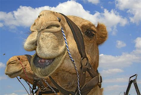 Caravan Camel Background Images Hd Pictures And Wallpaper For Free