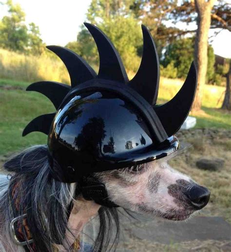 [38+] Dog Dirt Bike Helmet