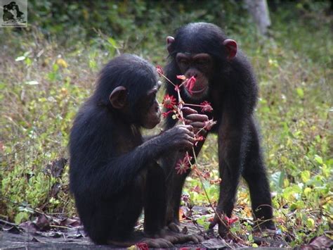 Save 2000 Chimpanzees In West Africa Globalgiving