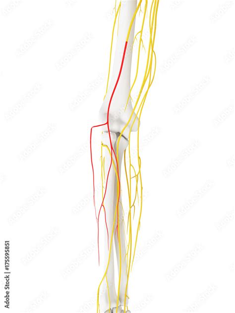 3d Rendered Medically Accurate Illustration Of The Lateral Antebrachial Cutaneous Nerve Stock