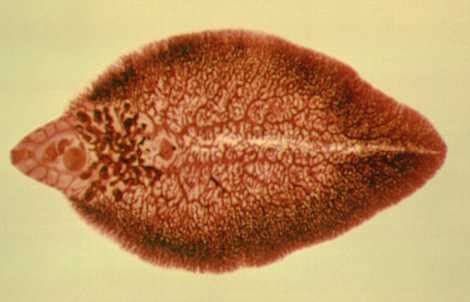 Fasciola Hepatica Adult Labeled Diagram