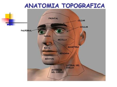 Ppt Anatom A Topogr Fica Forense Powerpoint Presentation Free