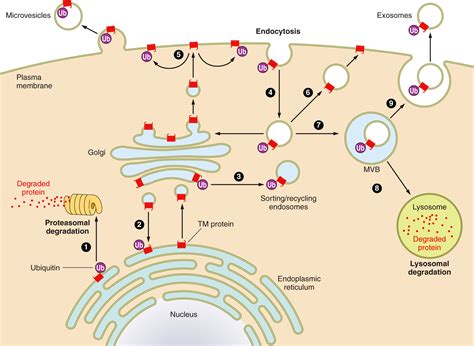 Ubiquitin Pathway