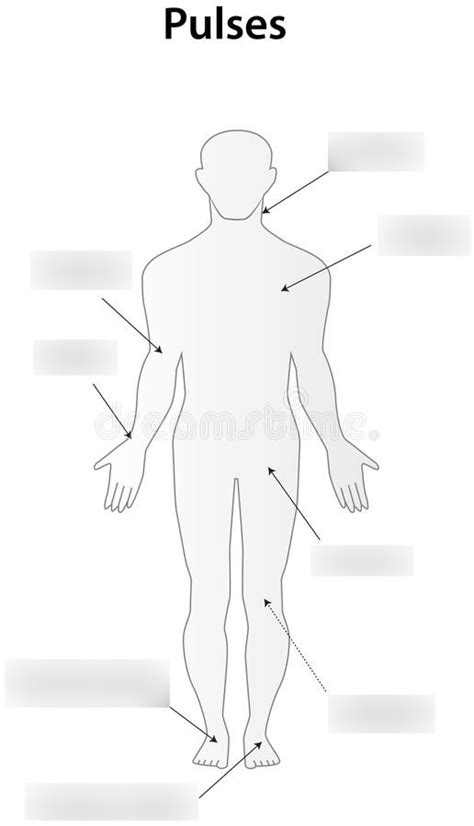 Pulse Points Diagram Quizlet