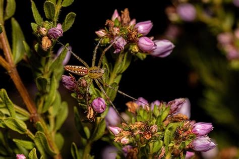 Premium Photo Adult Lynx Spider