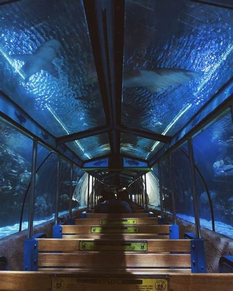 You Can Take A Train Ride Through A 200000 Gallon Shark Tank In Texas