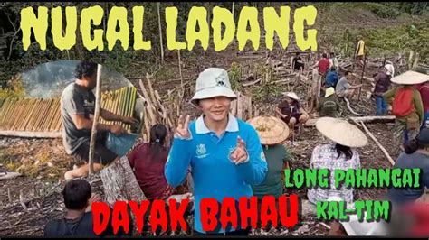 Tradisi Nugal Musim Tanam Padi Diladang Dayak Kalimantan Pahangai