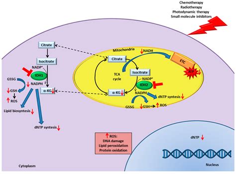 Cancers Free Full Text Wild Type Idh Enzymes As Actionable Targets