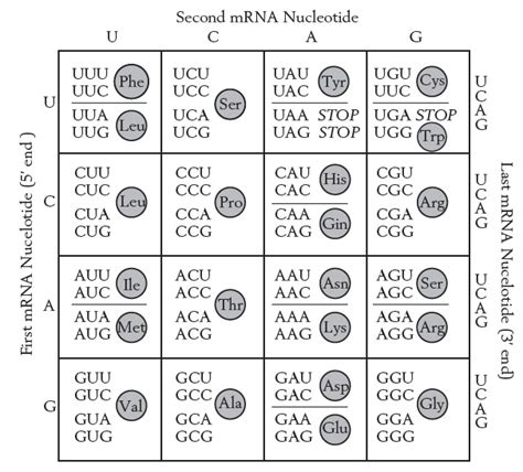 The Given Table Shows The Genetic Code Depicting The Amino Acids That Correspond To Mrna Codons