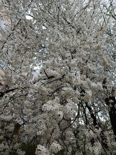 Un Rbol Con Flores Blancas En Primavera Foto Premium