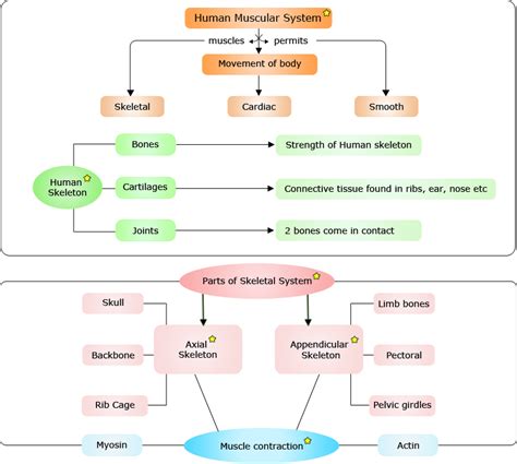 Skeletal Muscle Concept Map Time Zones Map Sexiz Pix