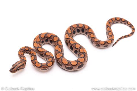 Brazilian Rainbow Boa Female 2 Outback Reptiles