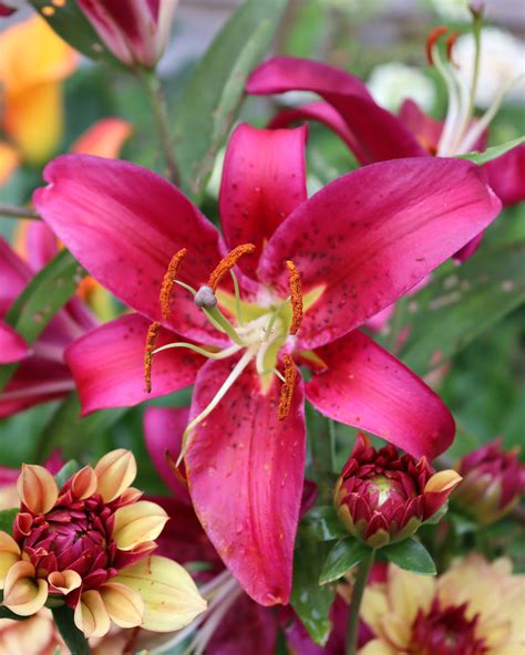 Lily Montezuma Bulbs — Buy Online At Farmer Gracy Uk