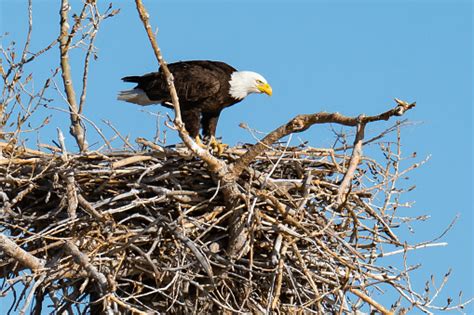 10,000+ Free Eagle Nest & Eagle Images - Pixabay