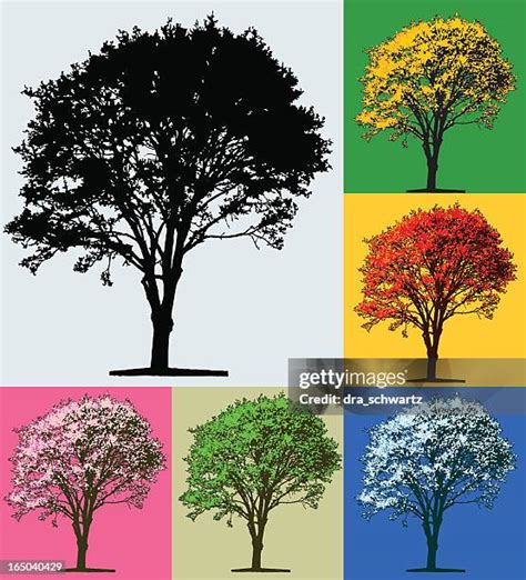 One Tree 4 Seasons Photos and Premium High Res Pictures - Getty Images