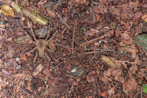 Premium Photo Brazilian Wandering Spider Phoneutria Nigriventer