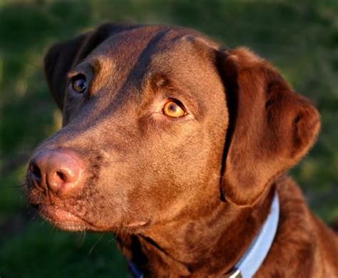 Chesapeake Baylabrador Retreiver All Thanks To Lynzys Uncles Dog