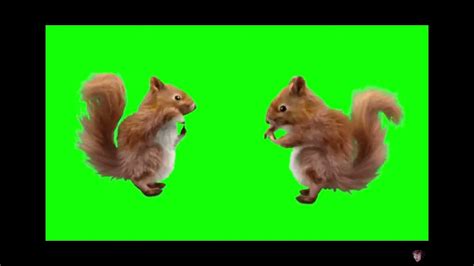 Dancing Squirrel Meme Youtube