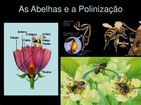 PPT MORFOLOGIA E BIOLOGIA DAS ABELHAS Apis Mellifera PowerPoint