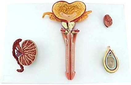 Anatomisches Modell Männliches Fortpflanzungssystemmodell Testikuläre