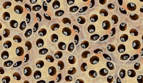 What is Trypophobia? | Trypophobia, Holes in skin phobia, Trypophobia skin