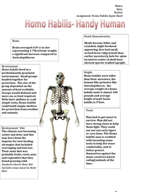 Hobo Habilis | PDF | Homo | Lucy (Australopithecus)