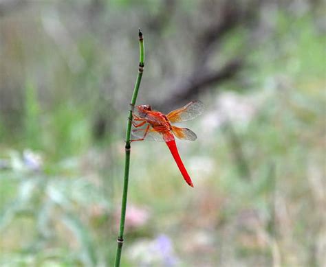 Bugs Benefit From Low Weekend Flows On Colorado River Knau Arizona