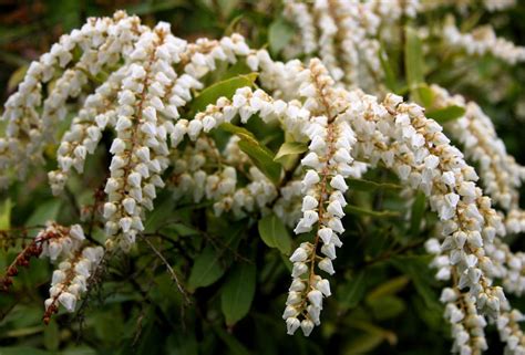 Early Spring Flowering Shrubs