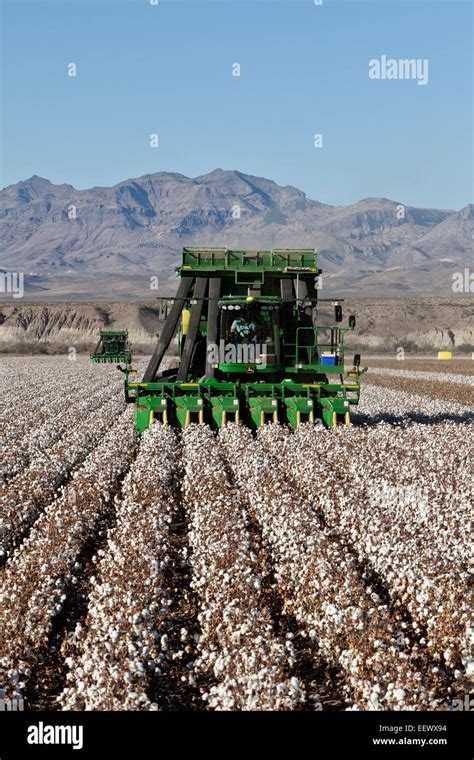 Farmer Operating 7760 John Deere Cotton Pickers Harvesting Field Stock