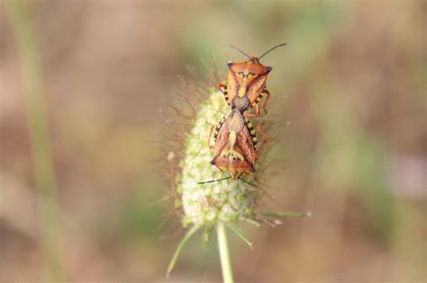 Chinch Bugs Guide: Identification, Control, and Prevention | Mint Pest ...